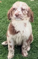 Lindy, a female Miniature Aussiedoodle for sale in Homestead, FL – 2 of 2