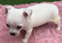 Darci, a female Chihuahua for sale in Homestead, FL – 4 of 4