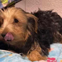 Samson, a male Yorkshire Terrier for sale in Homestead, FL – Photo 2 of 3