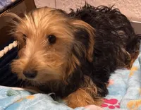 Samson, a male Yorkshire Terrier for sale in Homestead, FL – Photo 3 of 3