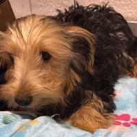 Samson, a male Yorkshire Terrier for sale in Homestead, FL – Photo 1 of 3