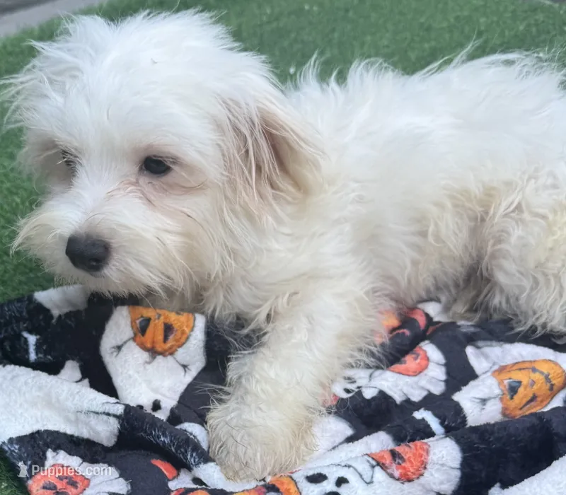 Georgie – Maltese puppy for sale in Homestead, FL