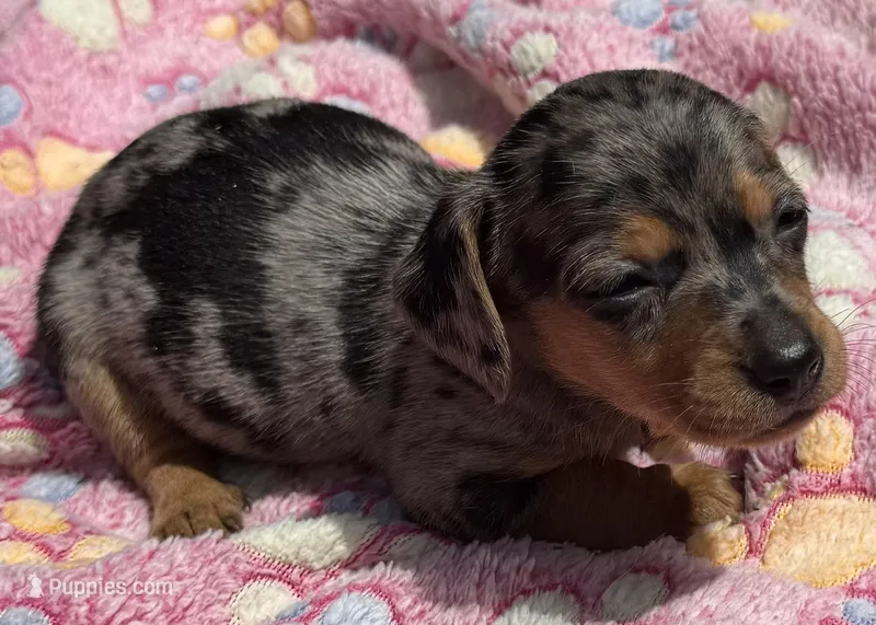 DIXIE – Miniature Dachshund puppy for sale in Homestead, FL