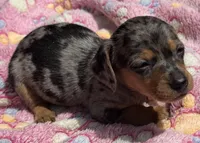 DIXIE, a female Miniature Dachshund for sale in Homestead, FL – 1 of 4
