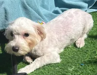 Walt, a male Maltese for sale in Homestead, FL – Photo 4 of 4