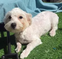 Walt, a male Maltese for sale in Homestead, FL – Photo 2 of 4