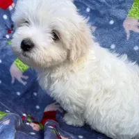 Walt, a male Maltese for sale in Homestead, FL – Photo 2 of 4
