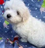 processed/ae8959c3-c4f3-4c86-af82-ce74c54d21dc/listing/cd0a28b6-c29e-47a1-9643-717d96747f0d/43ac1afa-d9e6-4522-b4d5-994a4239d765