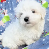 Walt, a male Maltese for sale in Homestead, FL – Photo 1 of 4