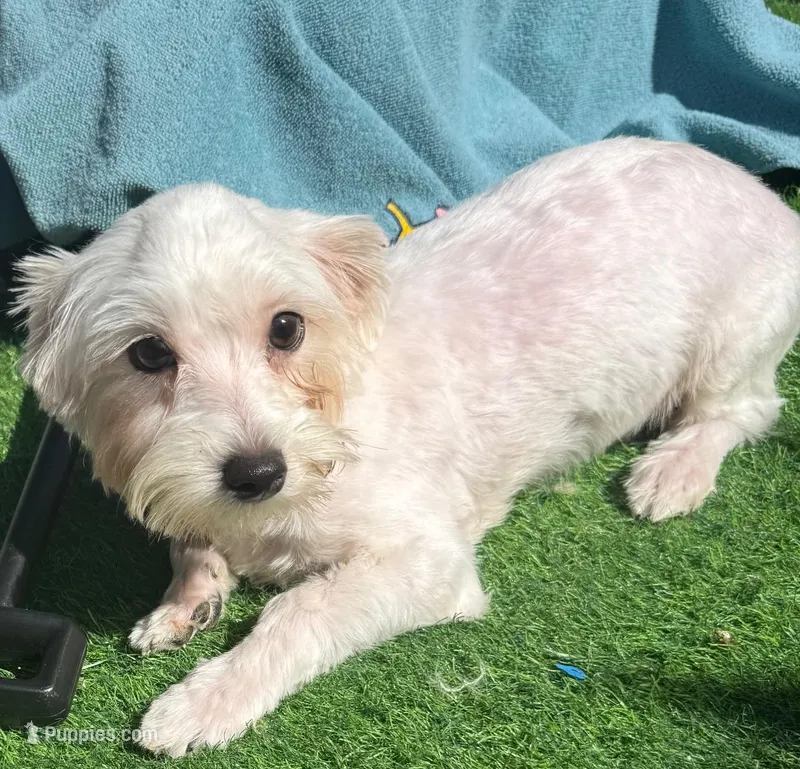 Walt – Maltese puppy for sale in Homestead, FL