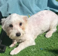 Walt, a male Maltese for sale in Homestead, FL – Photo 1 of 4