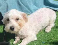 Walt, a male Maltese for sale in Homestead, FL – Photo 3 of 4