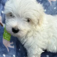 Walt, a male Maltese for sale in Homestead, FL – Photo 3 of 4