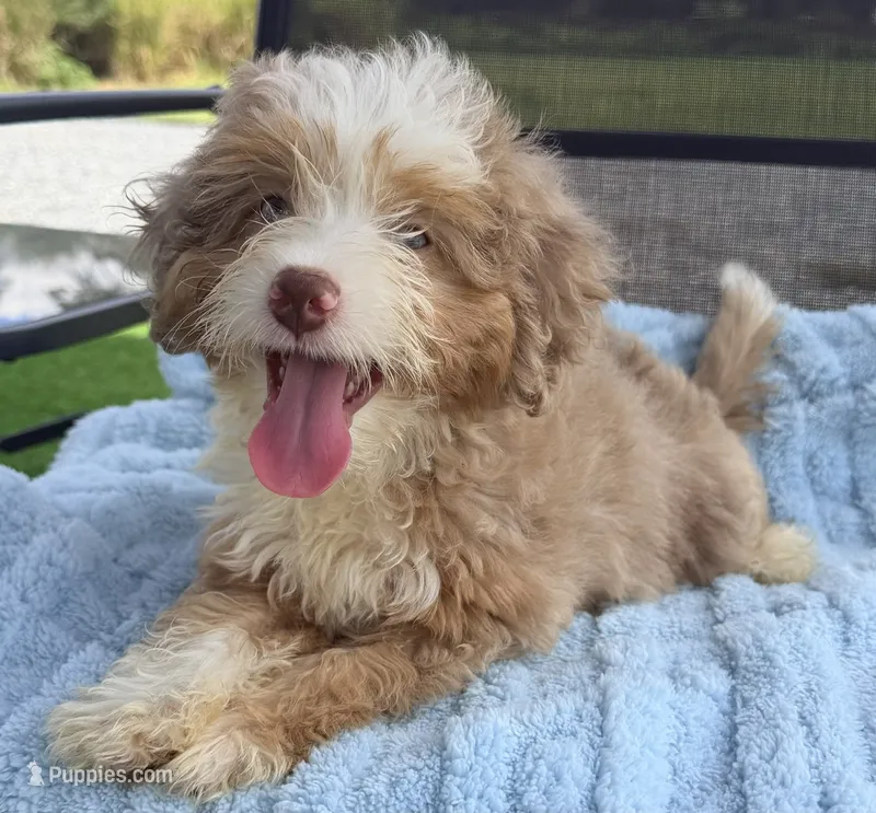 Sully – Miniature Aussiedoodle puppy for sale in Homestead, FL