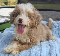 Sully, a male Miniature Aussiedoodle for sale in Homestead, FL – 1 of 3