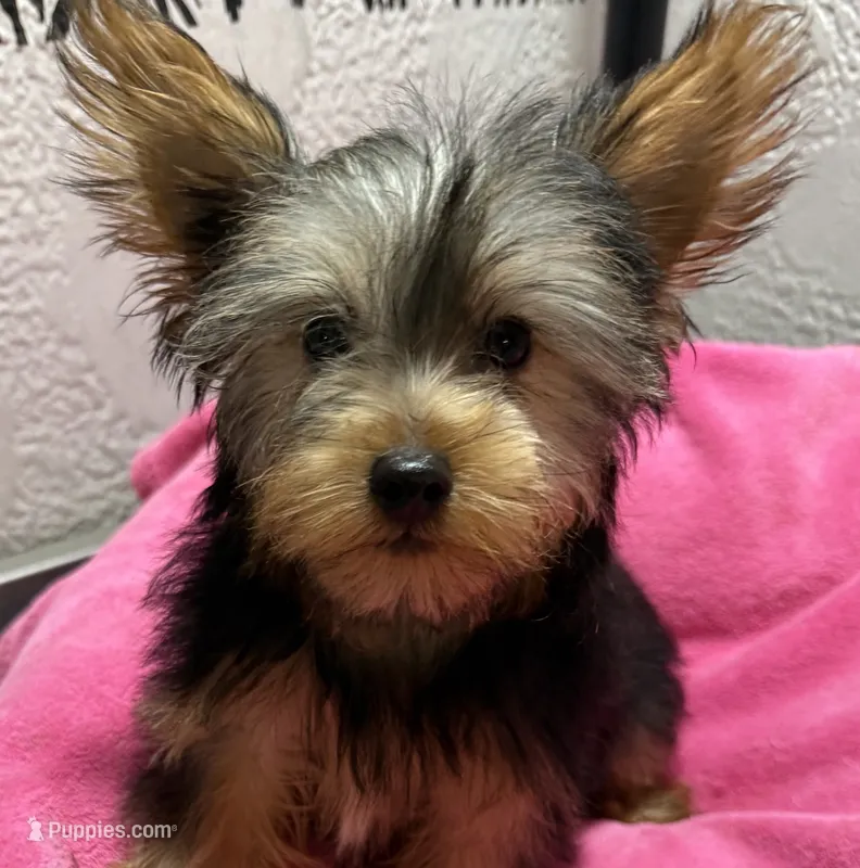 Kelly – Yorkshire Terrier puppy for sale in Homestead, FL