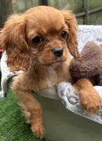 Lily, a female Cavalier King Charles Spaniel for sale in Homestead, FL – 4 of 5
