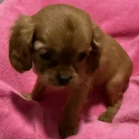 Rayna, a female Cavalier King Charles Spaniel for sale in Homestead, FL – 2 of 3