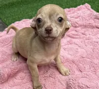 Lizzie, a female Chihuahua for sale in Homestead, FL – 3 of 4