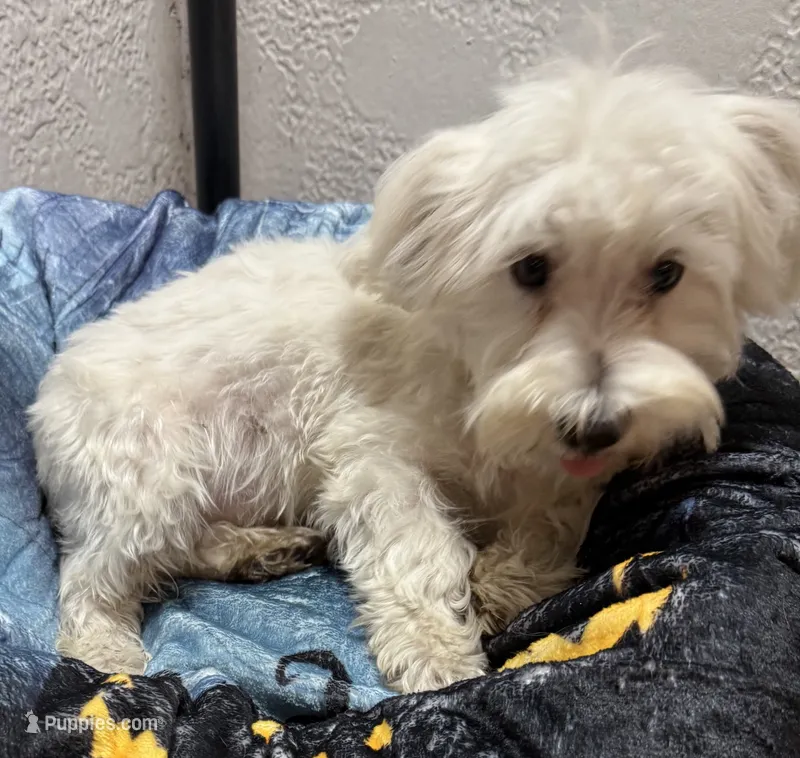 Gideon – Maltese puppy for sale in Homestead, FL