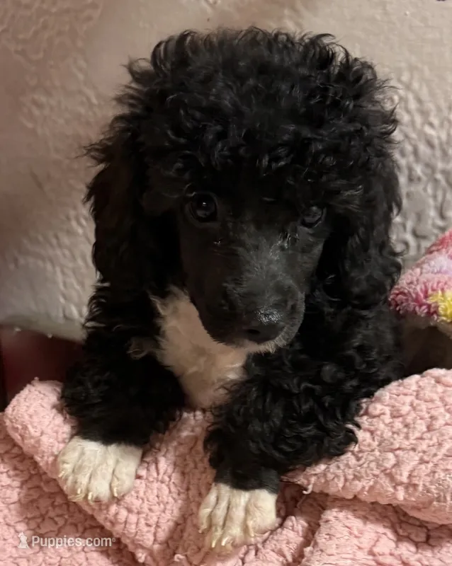 Angie – Poodle - Toy  puppy for sale in Homestead, FL