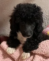 Angie, a female Poodle - Toy  for sale in Homestead, FL – 1 of 4