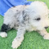 Lincoln, a male Miniature Aussiedoodle for sale in Homestead, FL – Photo 4 of 5