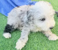 Lincoln, a male Miniature Aussiedoodle for sale in Homestead, FL – Photo 4 of 5