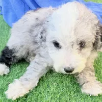 Lincoln, a male Miniature Aussiedoodle for sale in Homestead, FL – Photo 3 of 5