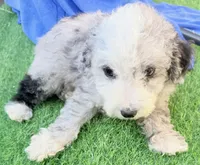 Lincoln, a male Miniature Aussiedoodle for sale in Homestead, FL – Photo 3 of 5