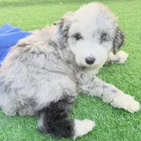 Lincoln, a male Miniature Aussiedoodle for sale in Homestead, FL – Photo 2 of 5