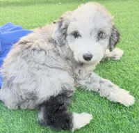 Lincoln, a male Miniature Aussiedoodle for sale in Homestead, FL – Photo 2 of 5