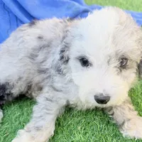 Lincoln, a male Miniature Aussiedoodle for sale in Homestead, FL – Photo 5 of 5