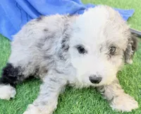 Lincoln, a male Miniature Aussiedoodle for sale in Homestead, FL – Photo 5 of 5