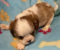 Liam, a male Cavalier King Charles Spaniel for sale in Homestead, FL – 2 of 4