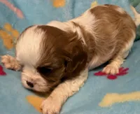 Liam, a male Cavalier King Charles Spaniel for sale in Homestead, FL – 3 of 4