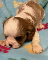 Liam, a male Cavalier King Charles Spaniel for sale in Homestead, FL – 4 of 4