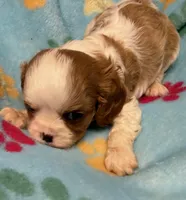 Liam, a male Cavalier King Charles Spaniel for sale in Homestead, FL – 1 of 4