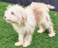 Lola, a female Miniature Aussiedoodle for sale in Homestead, FL – 2 of 2