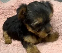 Hallie, a female Yorkshire Terrier for sale in Homestead, FL – Photo 3 of 3