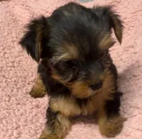 Hallie, a female Yorkshire Terrier for sale in Homestead, FL – Photo 1 of 3