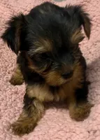 Hallie, a female Yorkshire Terrier for sale in Homestead, FL – Photo 2 of 3