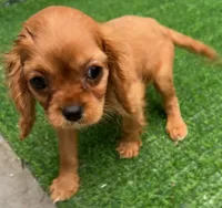 Reese, a female Cavalier King Charles Spaniel for sale in Homestead, FL – 2 of 3