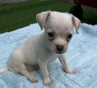 Dylan, a male Chihuahua for sale in Homestead, FL – 2 of 4