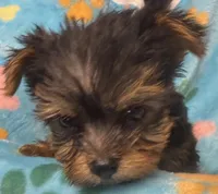 Hughie, a male Yorkshire Terrier for sale in Homestead, FL – Photo 3 of 4