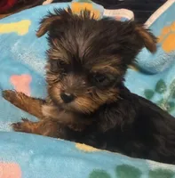 Hughie, a male Yorkshire Terrier for sale in Homestead, FL – Photo 2 of 4