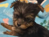 Hughie, a male Yorkshire Terrier for sale in Homestead, FL – Photo 4 of 4