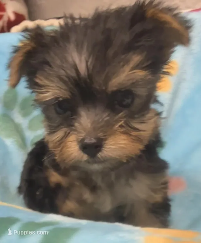 Hughie – Yorkshire Terrier puppy for sale in Homestead, FL
