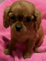 Rayna, a female Cavalier King Charles Spaniel for sale in Homestead, FL – 3 of 3