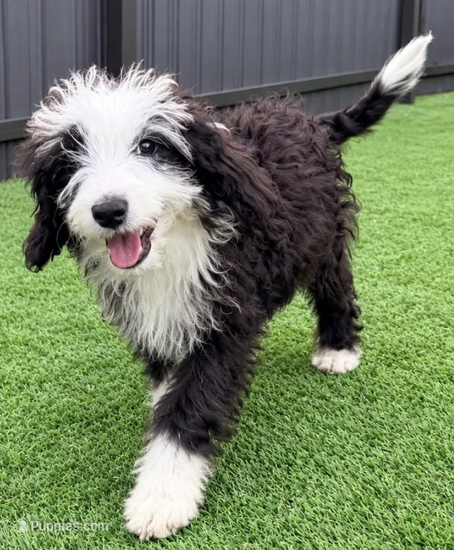 Lenny – Miniature Aussiedoodle puppy for sale in Homestead, FL